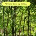 pros and cons of bamboo