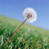 superweed