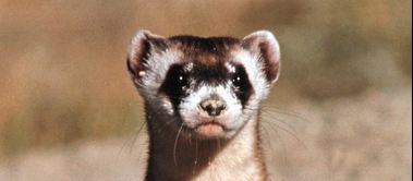 Exotic Pets:  Do your research before you buy!