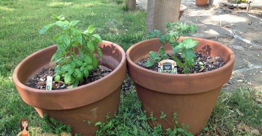 10 Reasons Why You Should Grow Your Own Organic Food  #DigIn #Ad