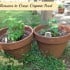 growing organic food in pots