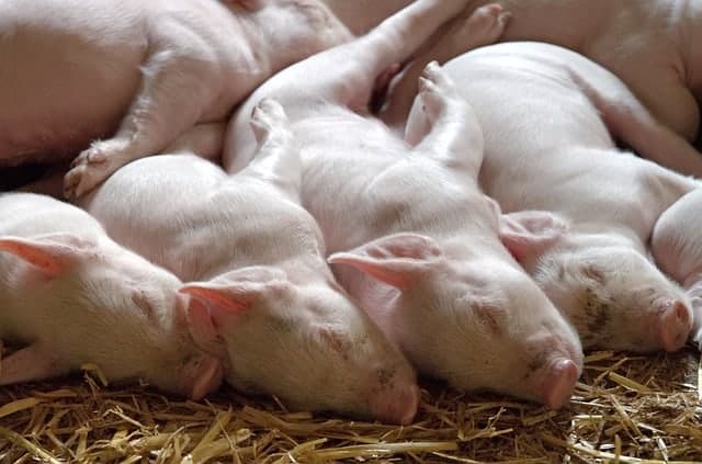 piglets