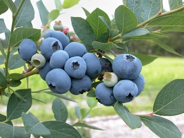 blueberries