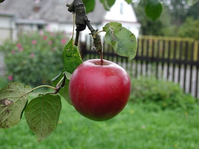 apple on tree in backyard