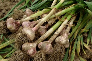 Growing Your Own Garlic Starts in the Fall!