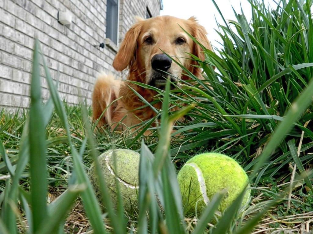 dog laying in grass with used tennis balls