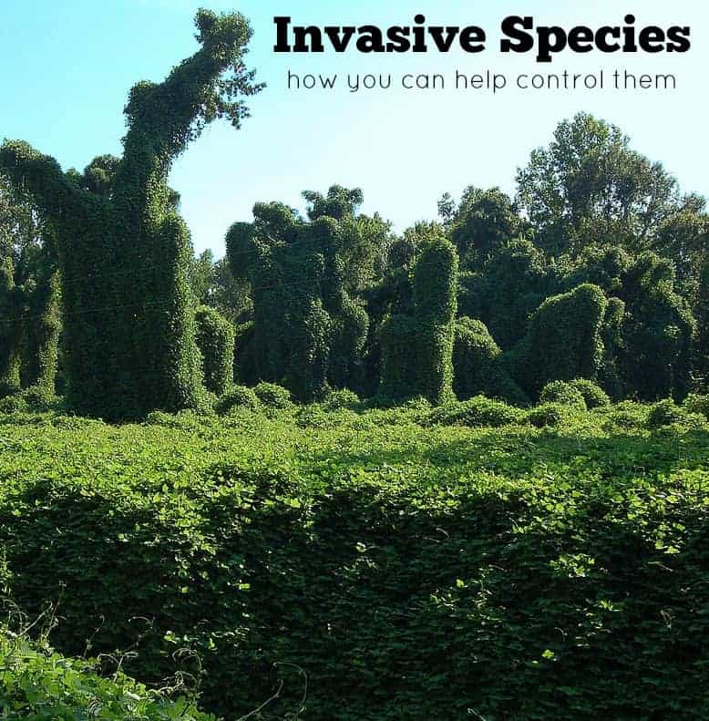 How to Control Invasive Species