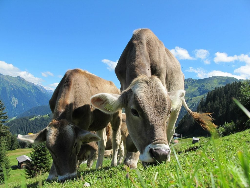 Why Should I Buy Organic Meat Well, Here's Why!