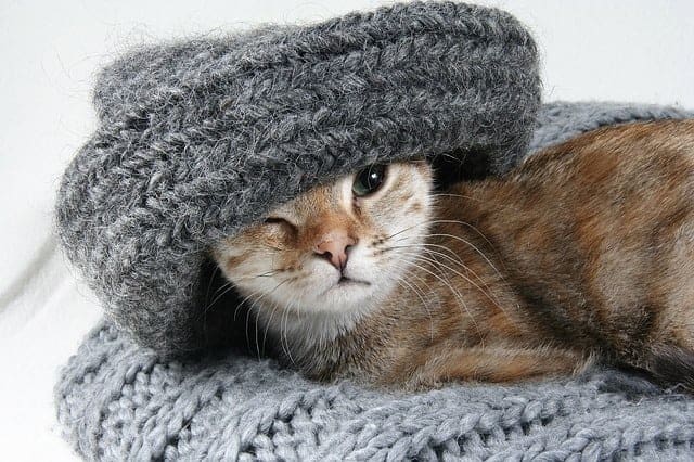 cat with warm hat on