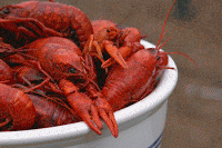 a white bowl with whole, fresh, cooked, crawfish in it