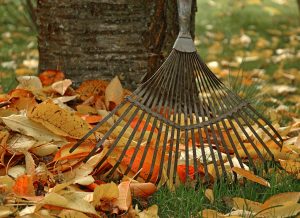 fall leaves and a rake in a backyard lawn