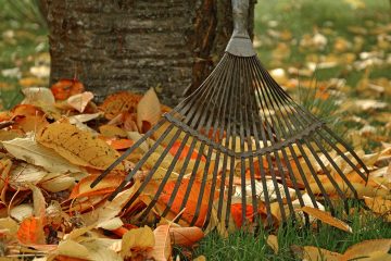 fall leaves and a rake in a backyard lawn