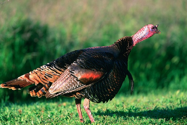 Sustainable Thanksgiving Dinner Idea: Skip the Sexually Frustrated Turkey
