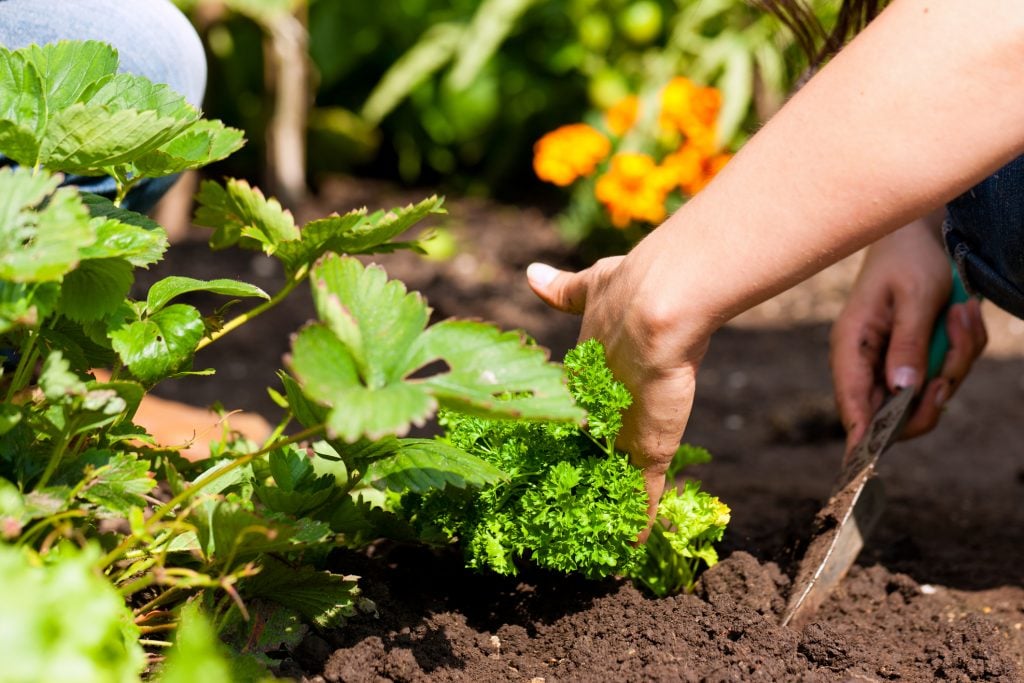 Mental Health Benefits Gardening Can playing in the dirt really make a girl happy