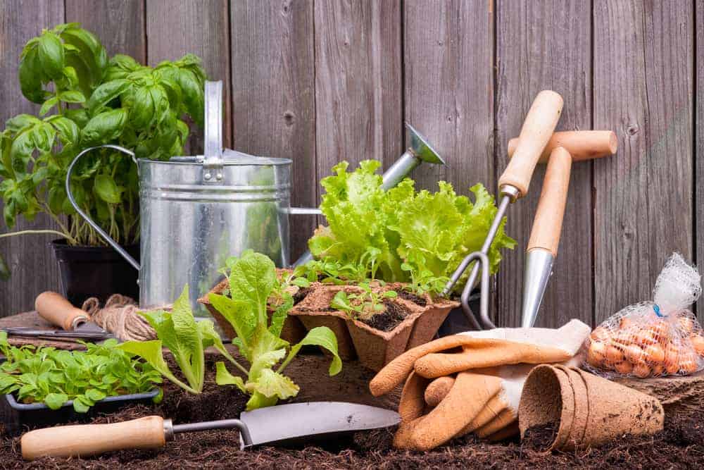 Seedlings of lettuce with gardening tools outside the potting shed