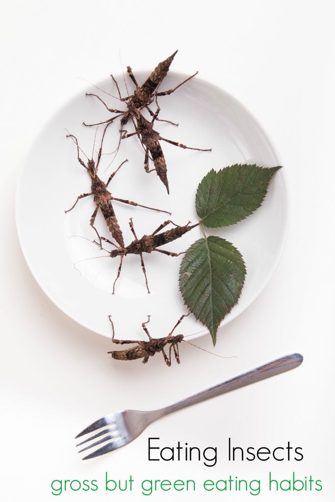 Eating Insects for Food: A Gross but Green Eating Habit