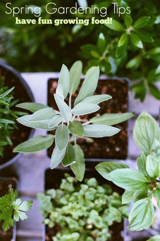 Spring Gardening Tips. Have fun while growing food!