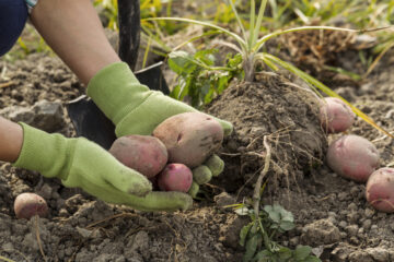 Digging Fresh Red Potatoes from Ground