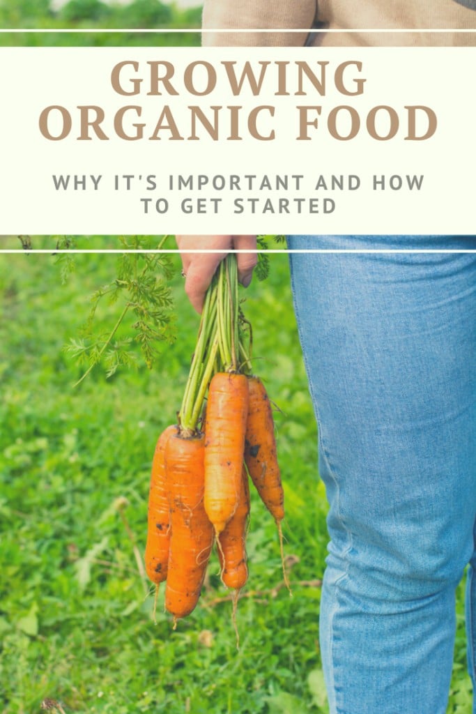 How to Grow organic food: why it's important and how to get started