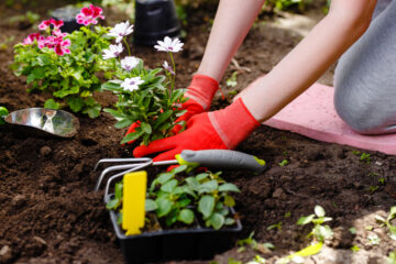 Gardener woman planting flowers in the garden at sunny morning