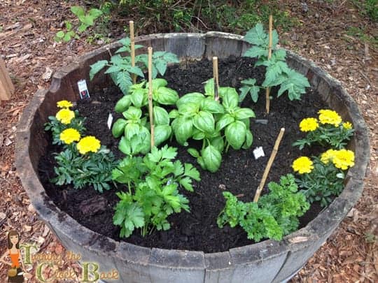 easy organic garden tips