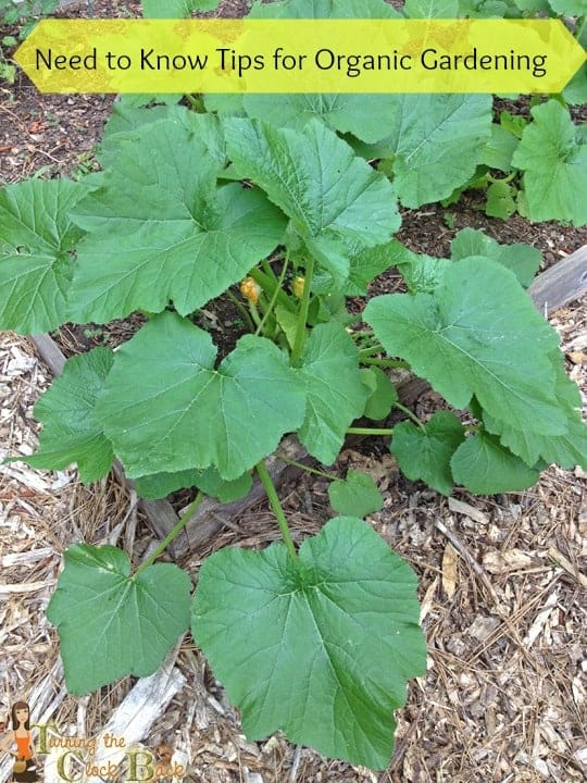 tips for organic gardening success with banner