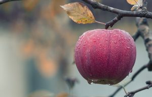 apple on tree in the fall