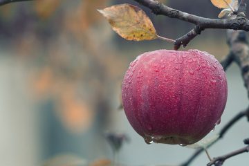 apple on tree in the fall