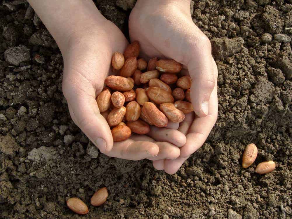 hand with peanut seeds ready to sowing