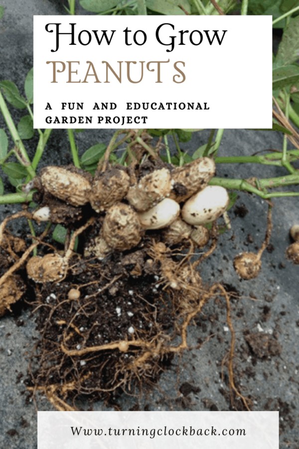 Growing Peanuts in the Garden Turning the Clock Back