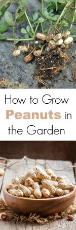 Growing Peanuts in the Garden - Turning the Clock Back