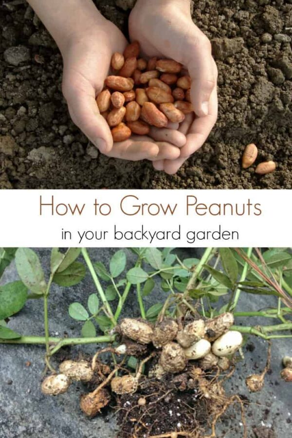 Growing Peanuts in the Garden Turning the Clock Back