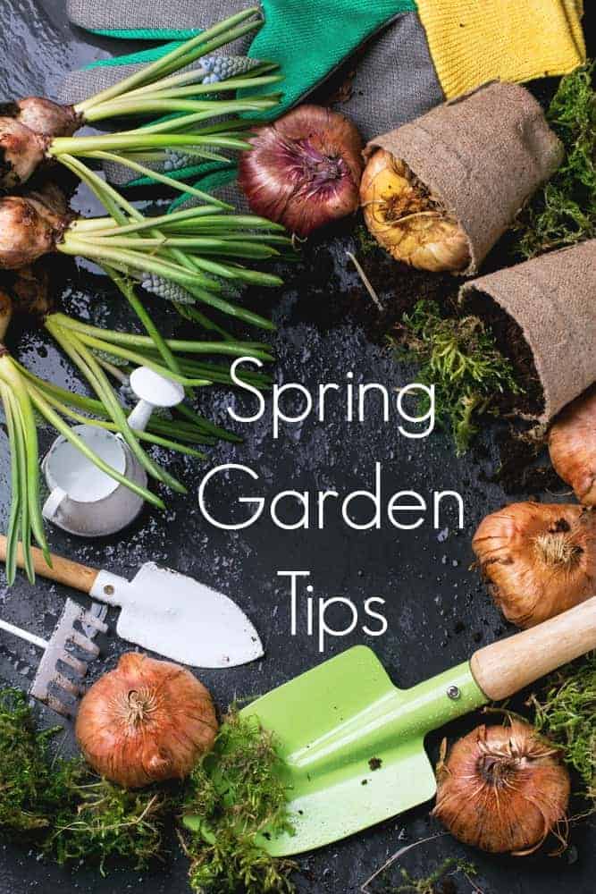 Spring Garden Tips for a Successful and Productive Spring Garden!