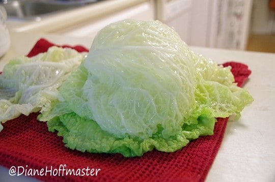 cabbage recipes Cabbage Rolls