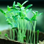 Tips for a Healthy and Productive Spring Garden
