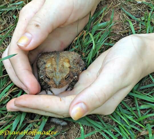 hands holding a toad in the grass