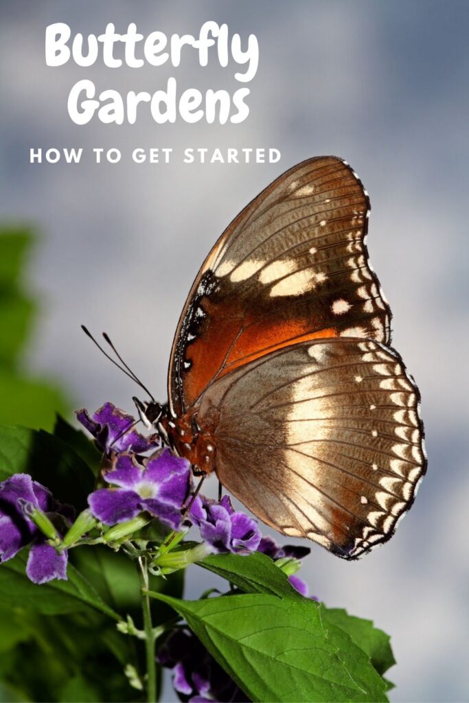 brown butterfly on purple flowers with text overlay 'butterfly gardens how to get started'