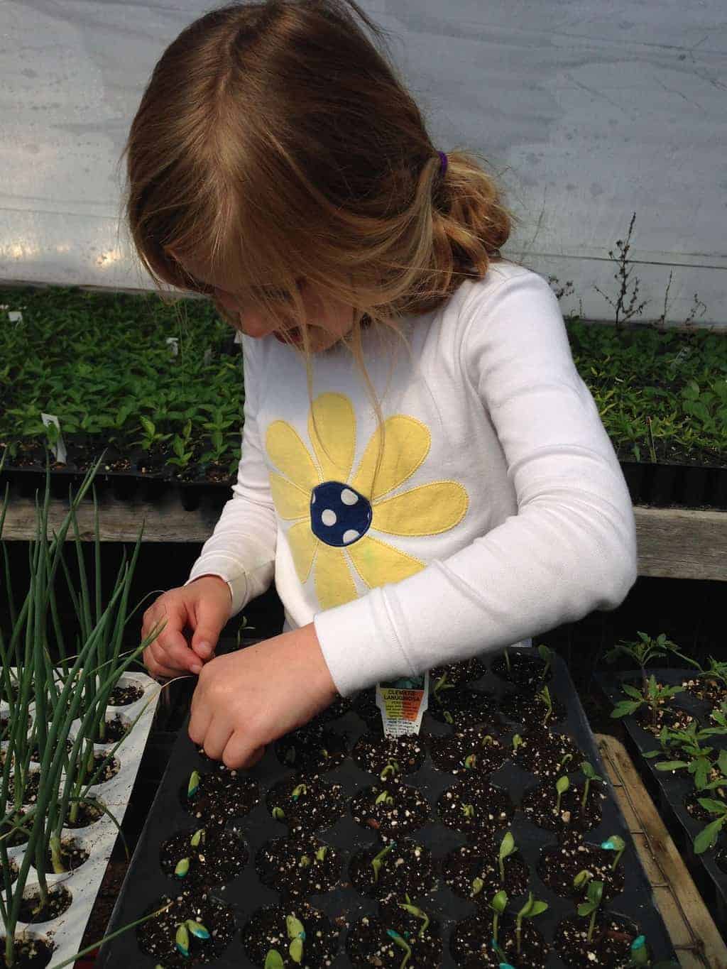 Indoor seed starting tips for home gardening turning the clock back