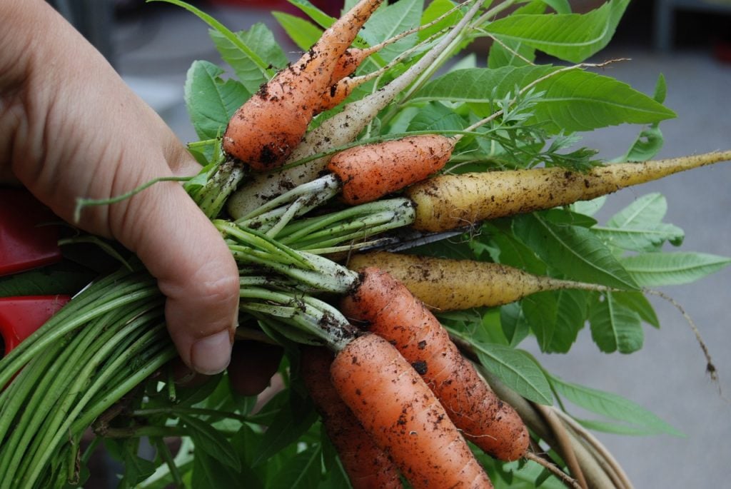 Edible Gardening Tips for Beginning Gardeners