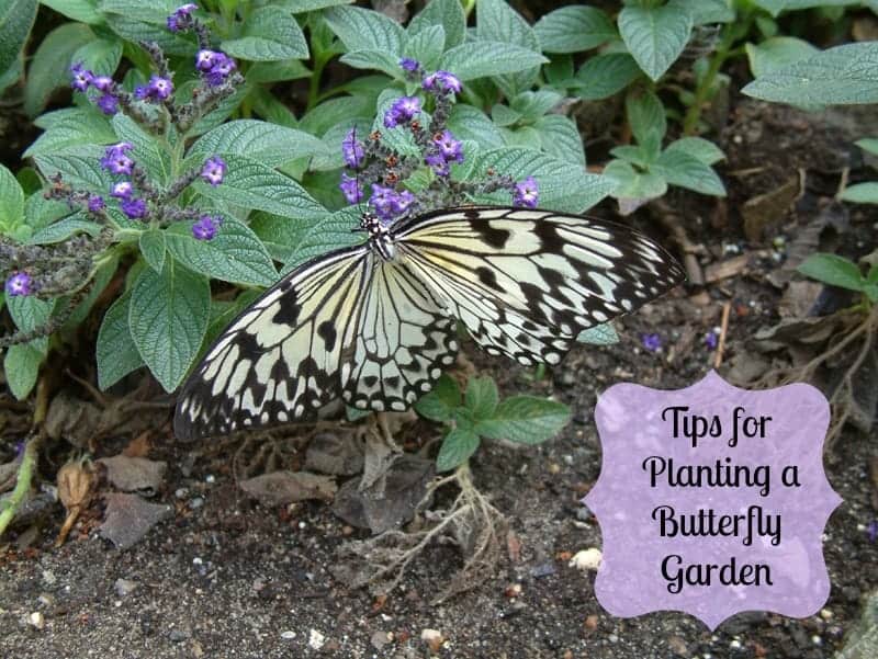 swallowtail butterfly on flowering plant