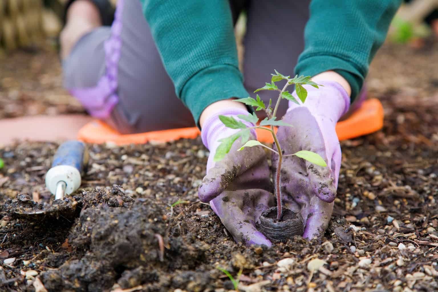 Closeup image of woman's hands in gardening gloves planting tomato