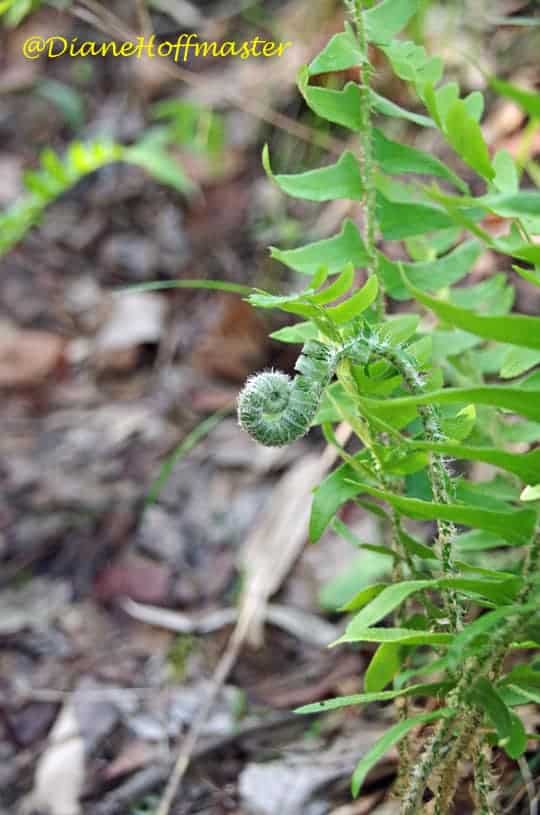 Camping in Georgia Fiddle Head Fern