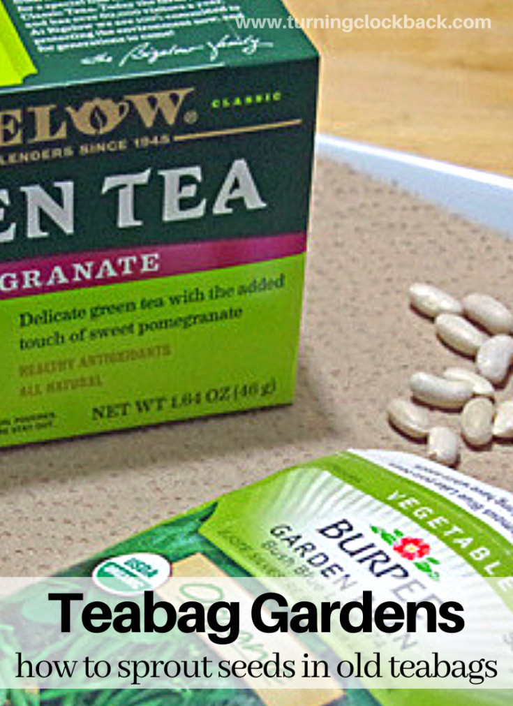Teabag Gardens and how to sprout seeds in old teabags