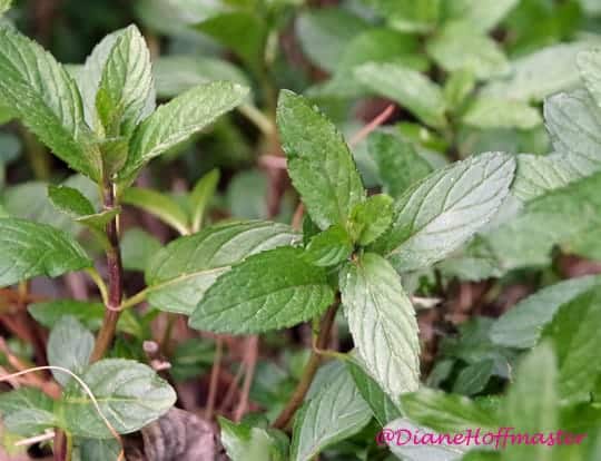 How to Grow Mint for Mint Simple Syrup Recipe