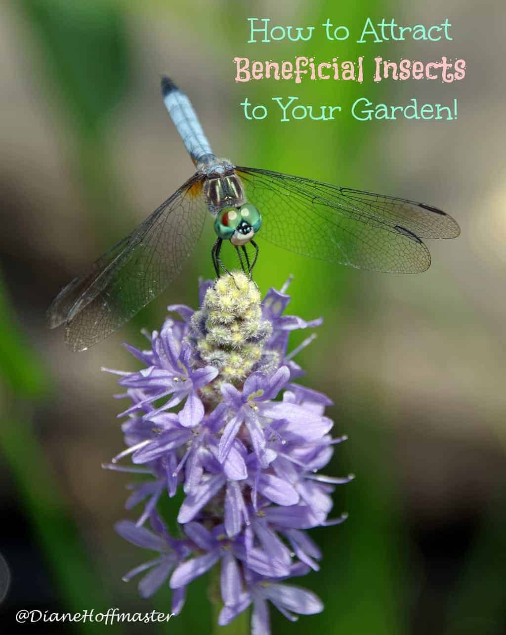 dragonfly on a purple flower with text overlay 'how to attract beneficial insects to your garden'