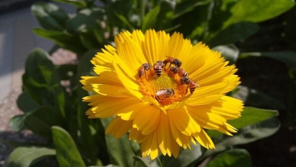 How to Attract Beneficial Insects - Turning the Clock Back
