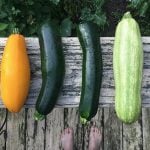 Summer Gardening Tips for a Bountiful Harvest