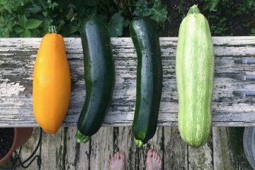 Summer Gardening Tips for a Bountiful Harvest