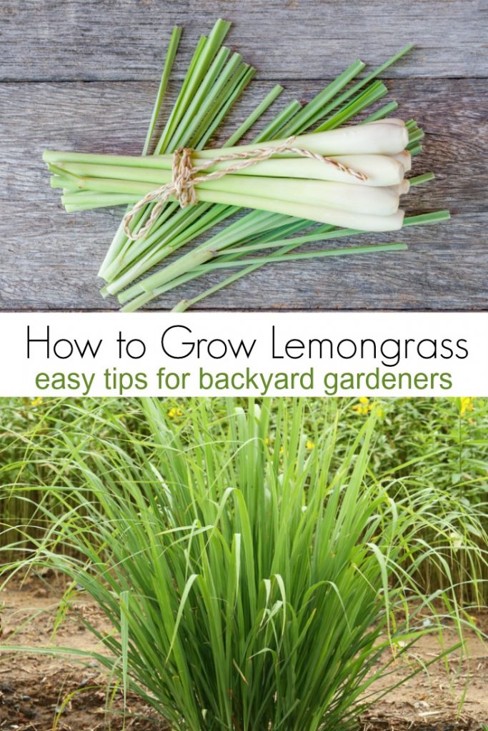 collage of lemongrass on cutting board and lemongrass growing in backyard