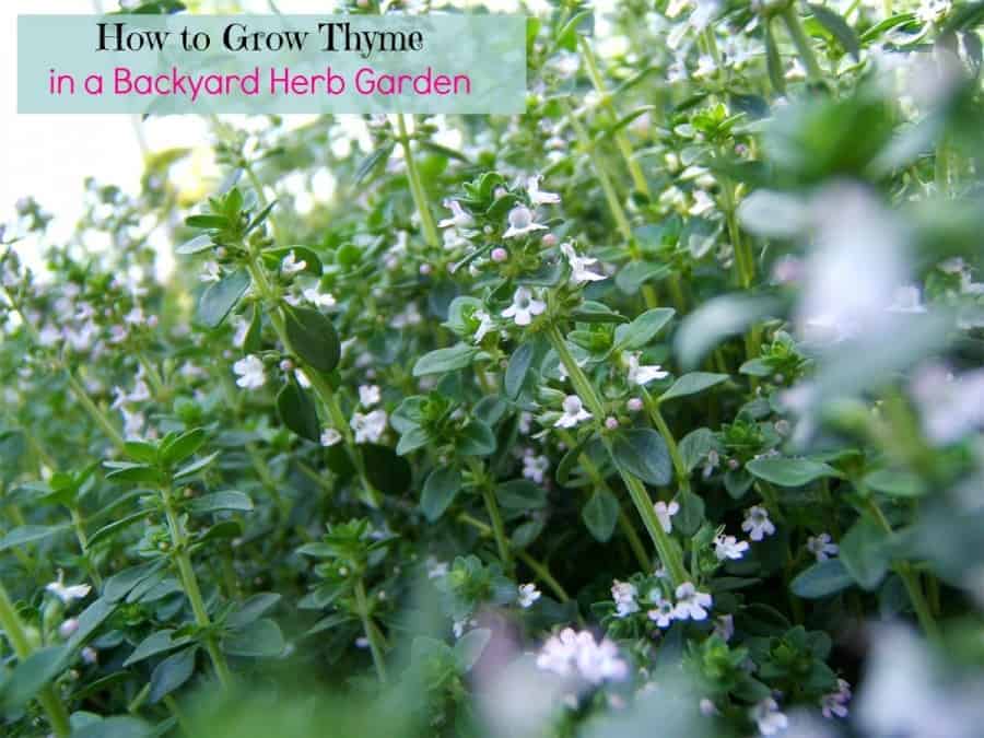 thyme growing in back yard with text 'How to Grow Thyme'
